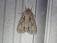 Speared Dagger Moth - Saratoga County, NY - 06/18/17