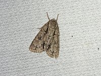 Speared Dagger Moth - Saratoga County, NY - 07/18/15