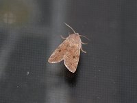Speckled Green Fruitworm Moth - Saratoga County, NY - 04/12/15