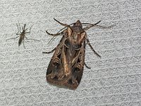 Subgothic Dart Moth - Saratoga County, NY - 07/18/15