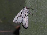 Sympistis dinalda - Saratoga County, NY - 06/25/15