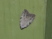 Three-Lined Balsa Moth - Saratoga County, NY - 05/27/15