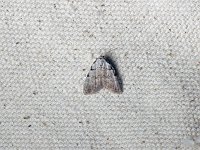 Three-Spotted Nola Moth - Saratoga County, NY - 05/01/15