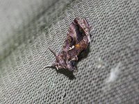 Two-Spotted Looper Moth - Saratoga County, NY - 07/07/17