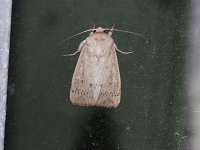 Unarmed Wainscot Moth - Saratoga County, NY - 05/27/20
