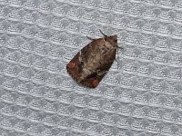 Variegated Midget Moth - Saratoga County, NY  - 06/07/15