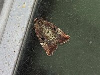 Variegated Midget Moth - Saratoga County, NY  - 05/26/20