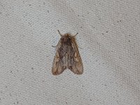 Wanton Pinion Moth - Saratoga County, NY - 04/15/15