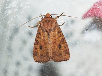 Yellow Three-Spot Moth - Saratoga County, NY - 08/17/15