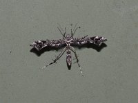 Geranium Plume Moth - Saratoga County, NY - 06/09/15