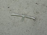 Hellinsia homodactylus - Saratoga County, NY - 07/06/15