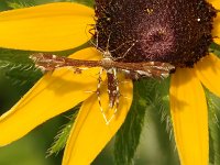 Himmelman's Plume Moth - Saratoga County, NY - 07/05/15