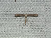 Morning-Glory Plume Moth - Saratoga County, NY - 06/05/15