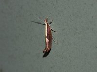 European Honeysuckle Moth - Saratoga County, NY- 06/24/15