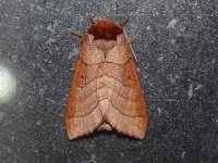 Drexel's Datana - Hartford County, CT - 06/10/16