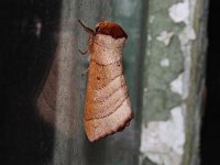 Drexel's Datana - Hartford County, CT - 06/10/16