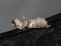 Linden Prominent Moth - Saratoga County, NY - 05/29/15