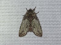 Mottled Prominent Moth - Saratoga County, NY - 07/13/15