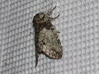 Mottled Prominent Moth - Saratoga County, NY - 07/13/15