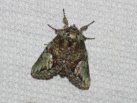 Mottled Prominent Moth - Saratoga County, NY - 06/12/17