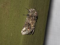 Oblique Heterocampa Moth - Saratoga County, NY - 07/11/15