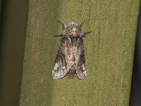 Oblique Heterocampa Moth - Saratoga County, NY - 07/11/15