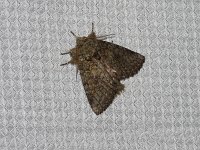 Variable Oakleaf Caterpillar Moth - Saratoga County, NY - 05/07/15