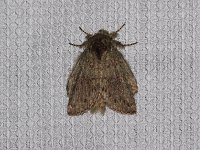 Wavy-Lined Heterocampa Moth - Saratoga County, NY - 05/29/15