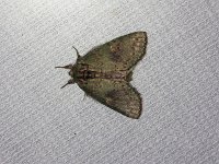 Wavy-Lined Heterocampa Moth - Saratoga County, NY - 05/26/20