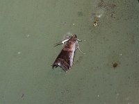 Acrobasis tumidulella - Saratoga County, NY - 07/01/15