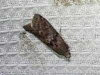 Black-Spotted Leafroller Moth - Saratoga County, NY - 08/15/15