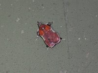 Boxwood Leaftier Moth - Saratoga County, NY- 06/22/15