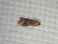 Broad-Banded Eulogia Moth - Saratoga County, NY - 05/24/15