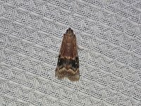 Broad-Banded Eulogia Moth - Saratoga County, NY - 05/24/15