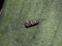 Darker Moodna Moth - Saratoga County, NY - 06/10/15