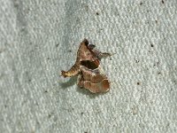 Dimorphic Tosale Moth - Saratoga County, NY - 07/06/15