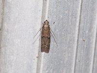Dried Fruit Moth - Saratoga County, NY - 05/29/15
