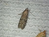 Dried Fruit Moth - Saratoga County, NY - 07/12/15