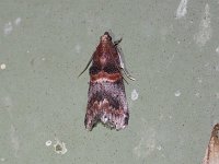 Hickory Leafstem Borer Moth - Saratoga County, NY - 08/17/15