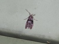 Locust Leafroller Moth - Saratoga County, NY- 06/21/15