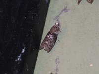 Locust Leafroller Moth - Saratoga County, NY- 06/21/15
