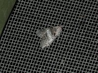 Maple Webworm Moth - Saratoga County, NY - 06/09/15