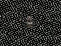 Maple Webworm Moth - Saratoga County, NY - 06/09/15