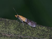 Paler Moodna Moth - Saratoga County, NY - 07/01/15