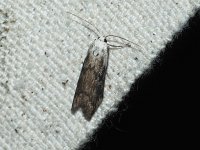 Paralipsa fulminalis - Saratoga County, NY - 07/06/15