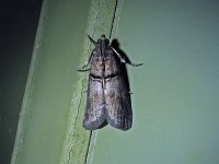 Sciota basilaris - Saratoga County, NY - 05/17/15