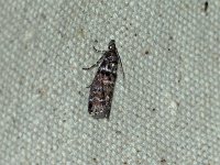 Maple Webworm Moth - Saratoga County, NY - 06/09/15