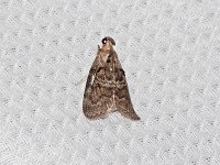 Striped Oak Webworm Moth - Saratoga County, NY - 05/30/15