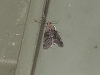Striped Oak Webworm Moth - Saratoga County, NY - 05/30/15