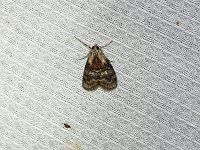 Striped Oak Webworm Moth - Saratoga County, NY - 06/23/15